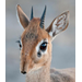 DIK DIK